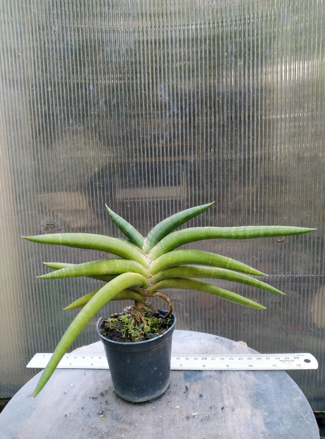 Sansevieria sufruticosa black