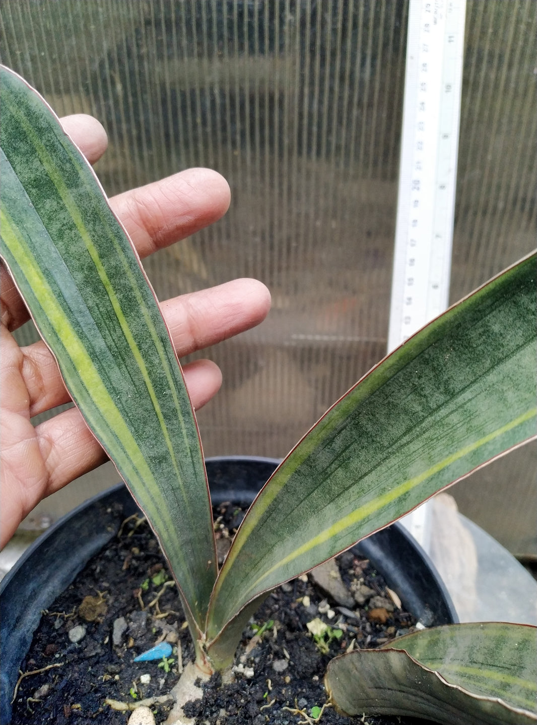 Sansevieria hallii super pink variegated
