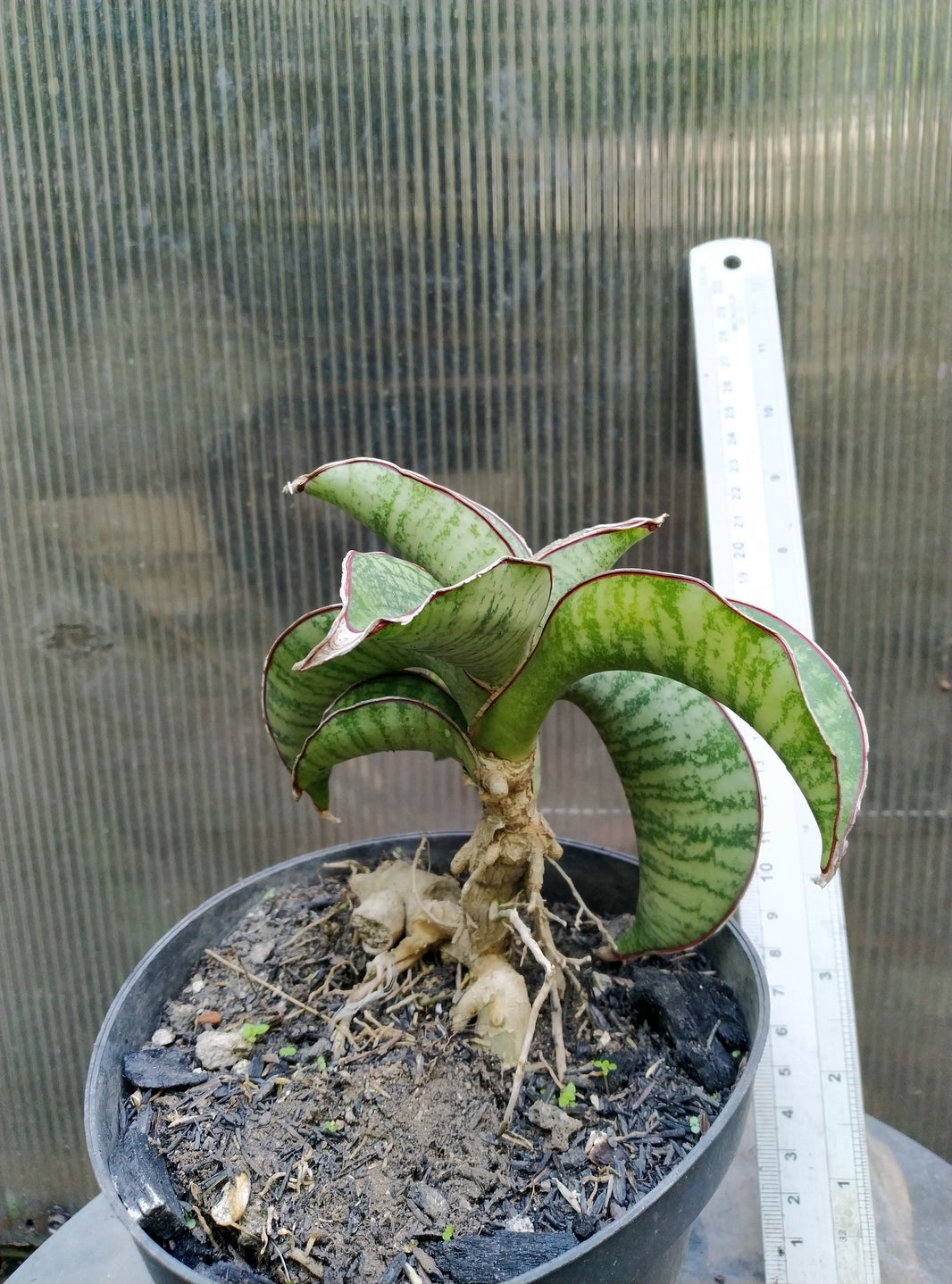 Sansevieria phupamon delight