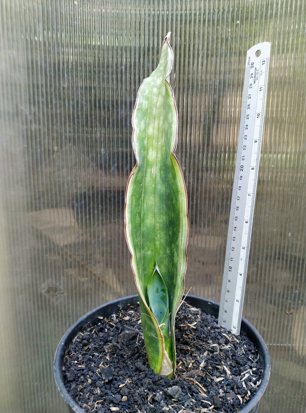 Sansevieria dragon king variegated