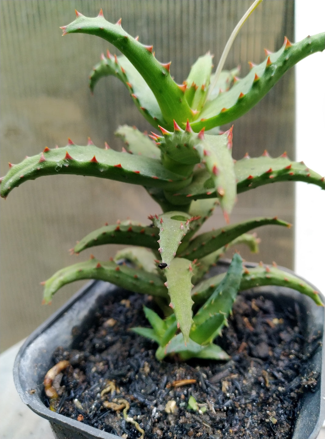 Castilloniae aloe