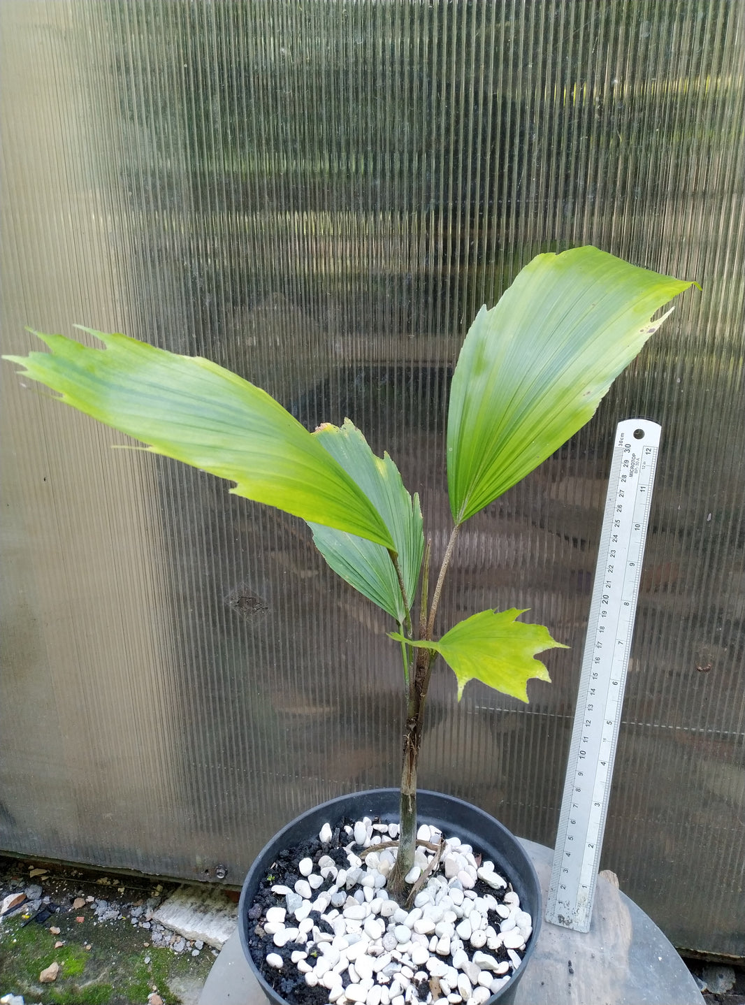 Palm arenga hookeriana