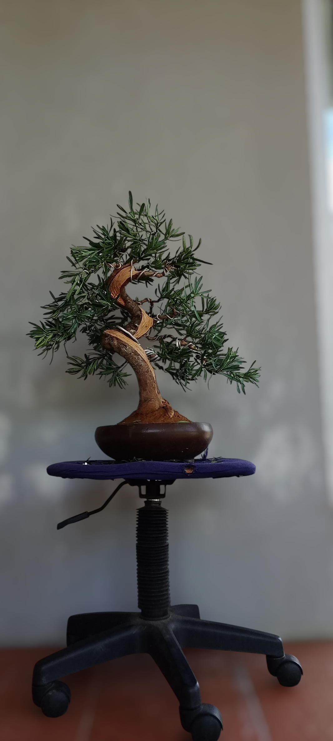 Bonsai lohansung blue ice (Risman Arisandi)