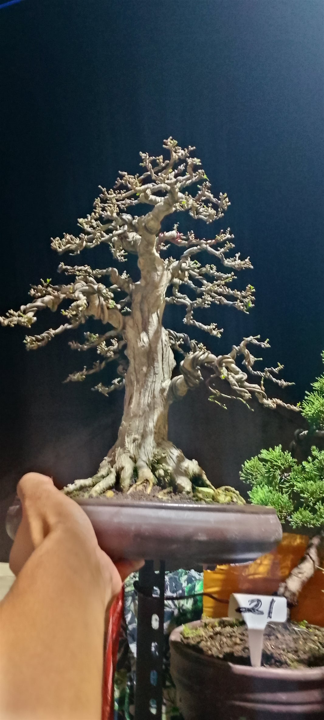 Bonsai Wrightia religiosa (Risman Arisandi)