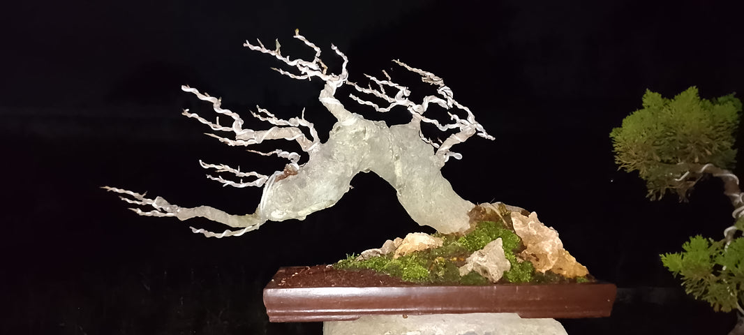 Bonsai panorama ficus hampelas (Risman Arisandi)