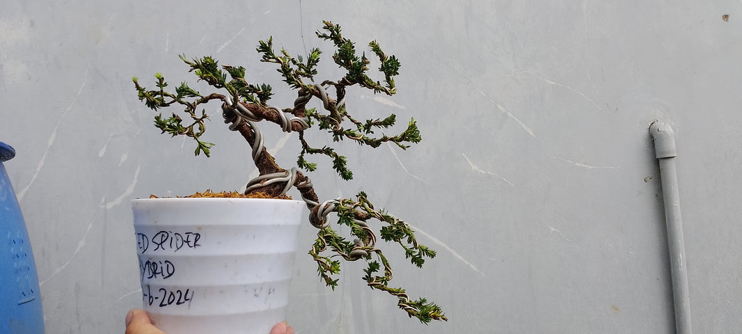 Bonsai lohansung air brush (Risman Arisandi