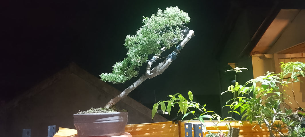 Bonsai juniperus chinensis (Risman Arisandi)