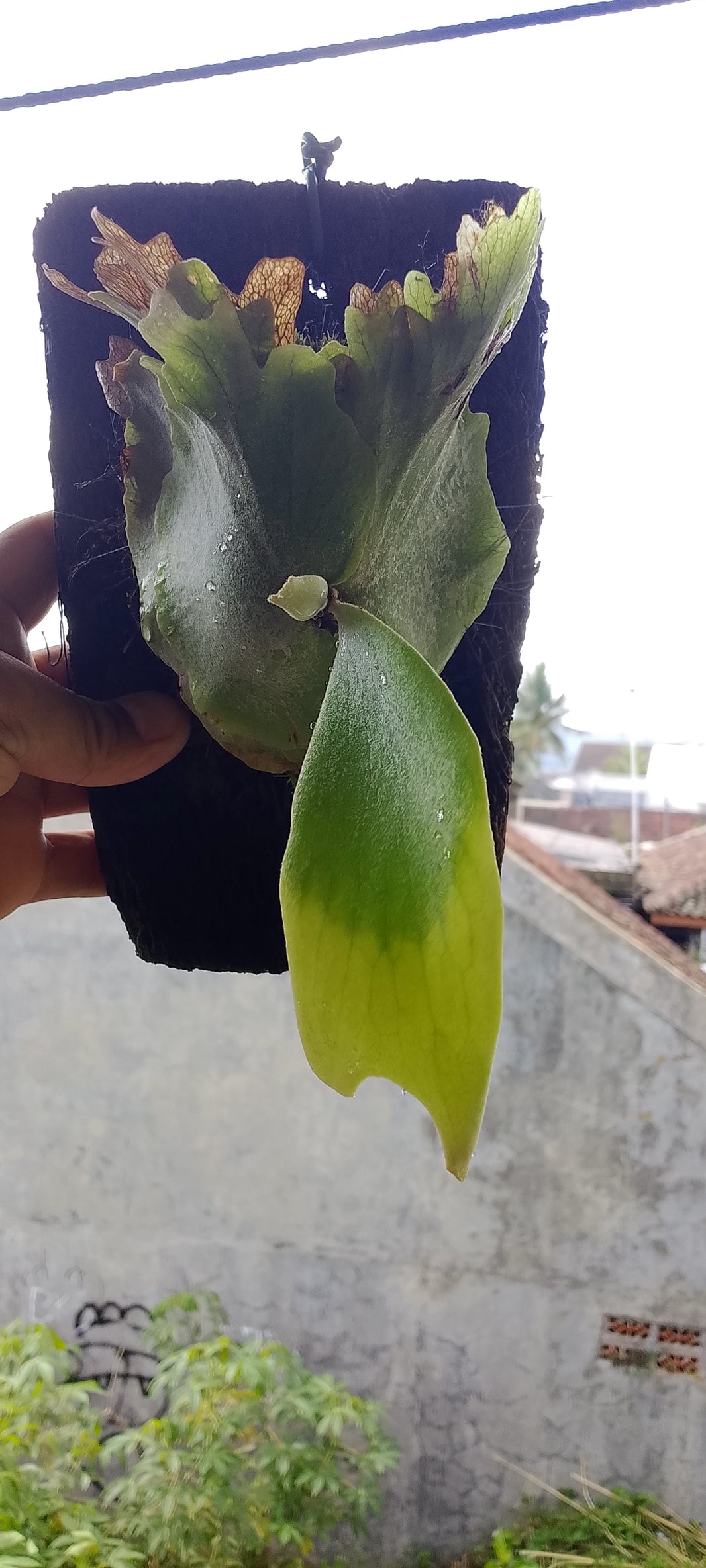 Platycerium willinckii West Java (Risman Arisandi)