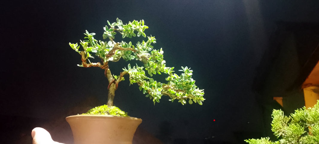 Bonsai serissa foetidia var (Risman Arisandi)