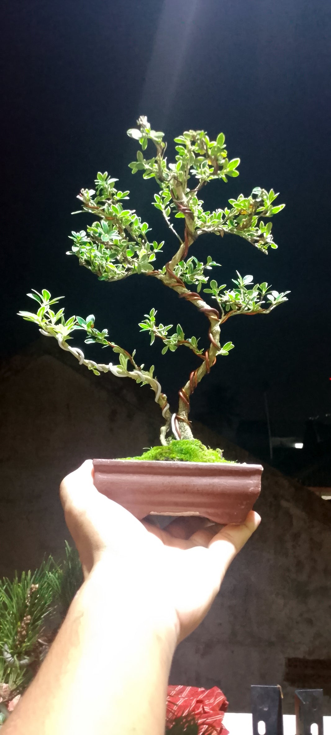 Bonsai serissa foetidia variegata (Risman Arisandi)