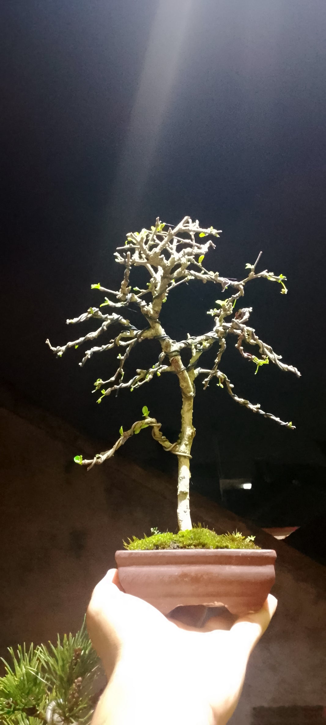 Bonsai fukiantea (Risman Arisandi)