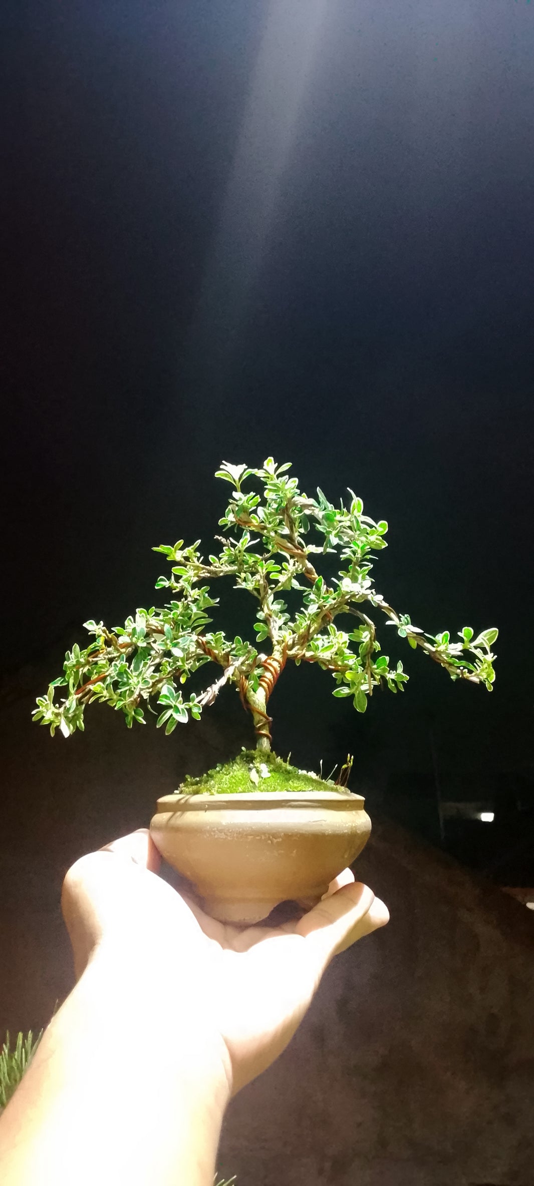 Bonsai serissa foetidia variegata (Risman Arisandi)