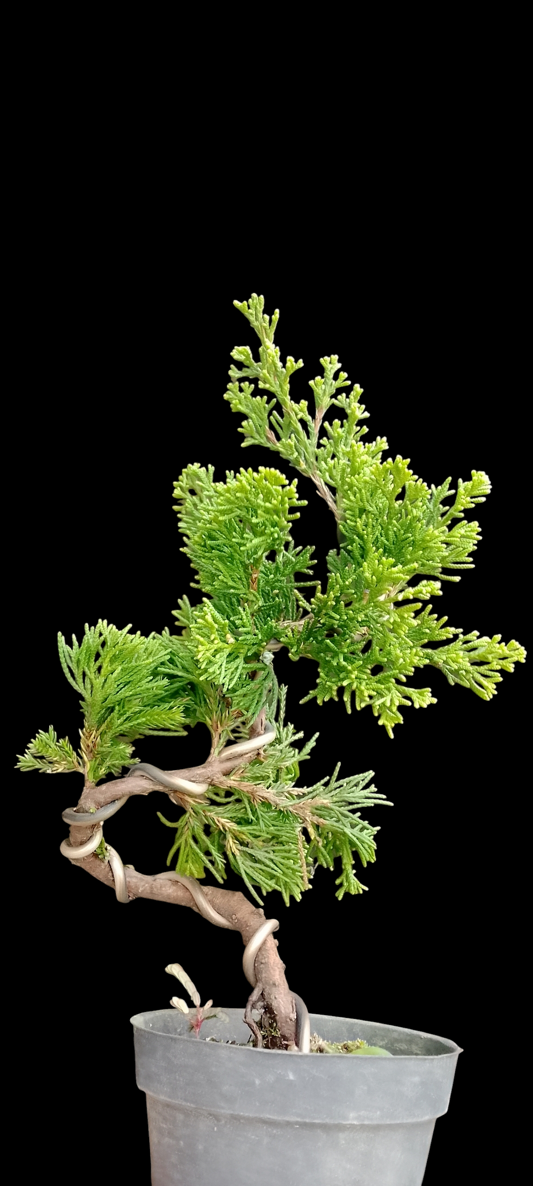 Bonsai juniperus chinensis