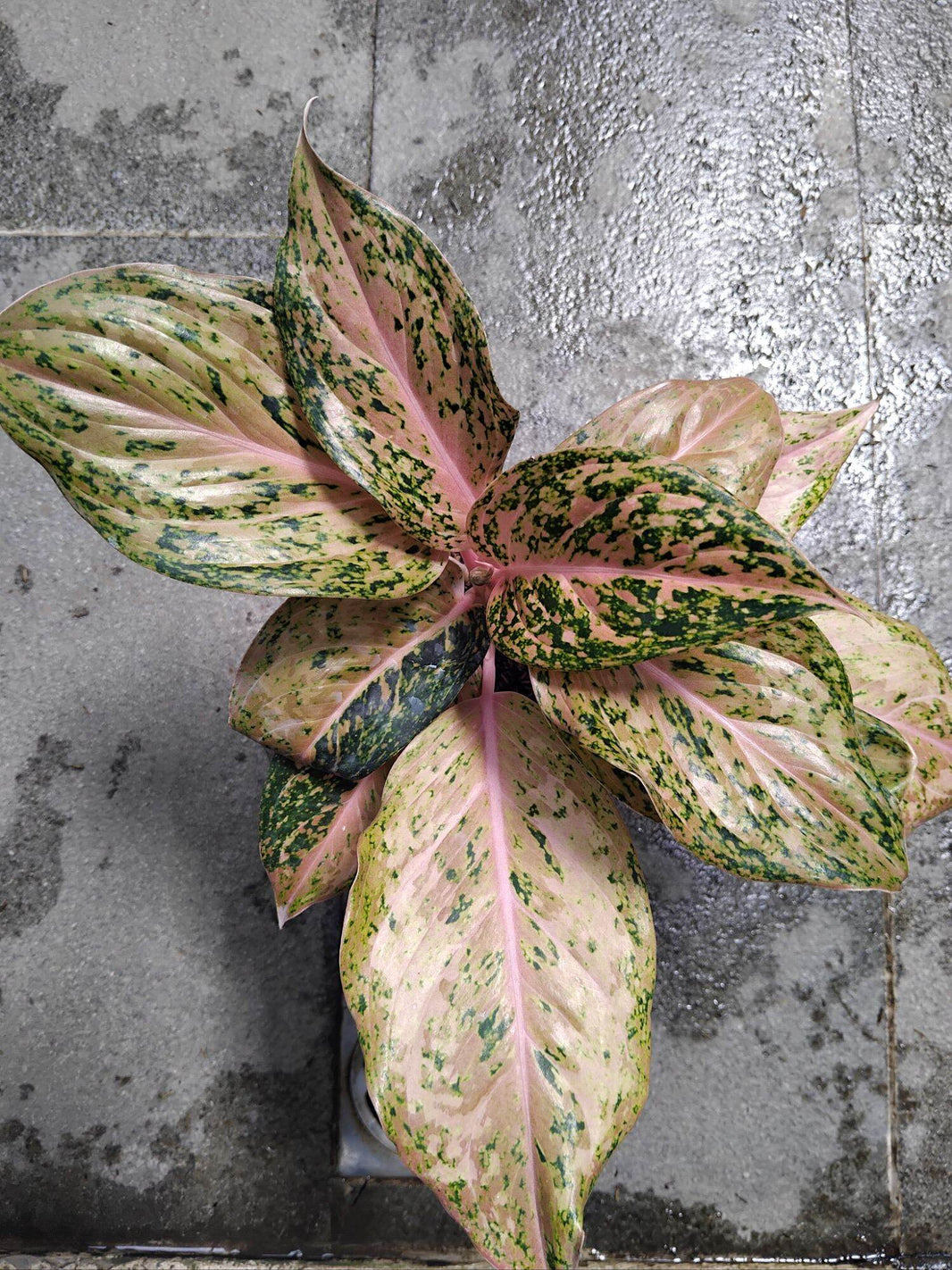 Aglonemera Golden Boy Live Plant