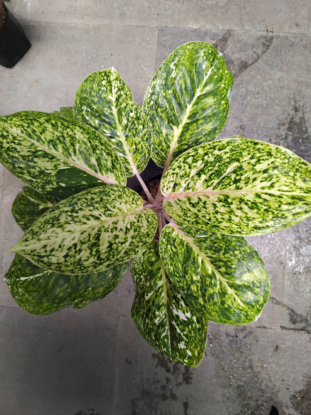 Aglonema Striptise Putih Live Plant