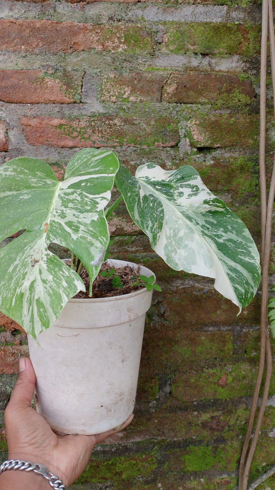 Monstera Borsigiana Albo reserved