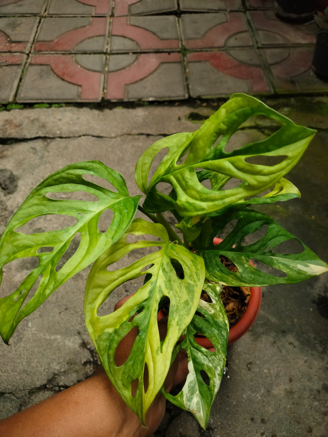 Anthurium Modeanum Anthurium Clarinervium Hybrid Monstera Adansonii Var Marble