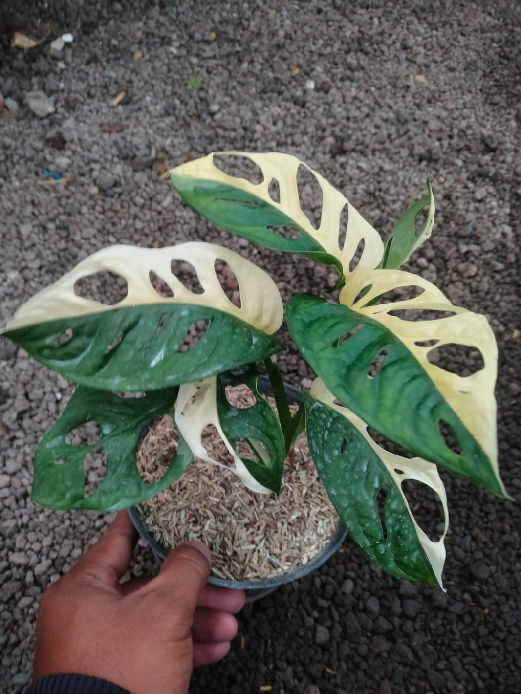 Monstera Adansonii Japan Variegated