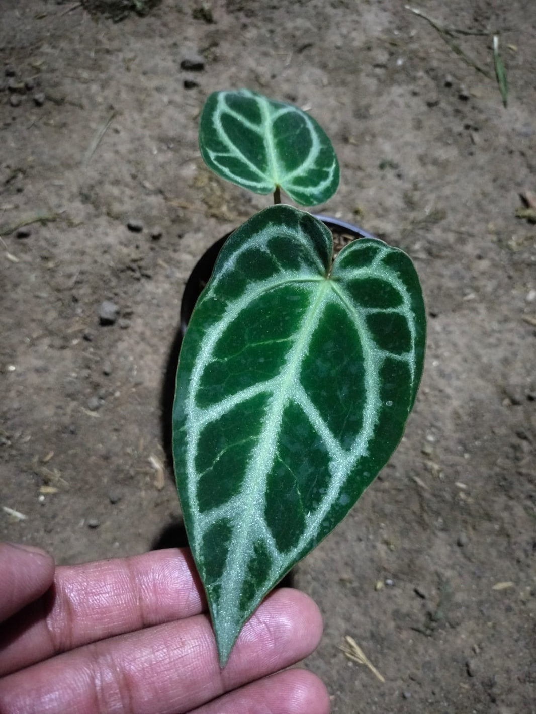 Anthurium silver Tiger Hybrid Anthurium hybrid
