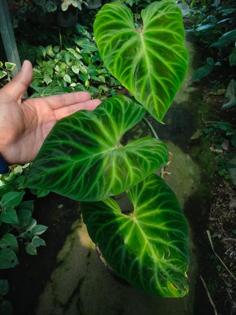 Philodendron verrucosum