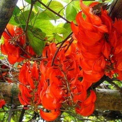 Sindo - Flame Of Irian Vines - Exotic Beauty for Your Garden by Krapyak