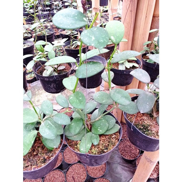 Hoya obovata