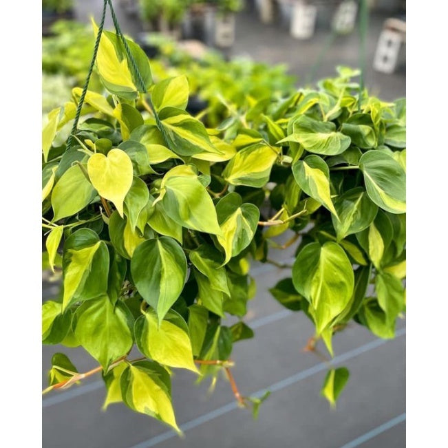 Sindo - Philodendron Gabby Cream Splash 31292 A Stunning Foliage Plant for Your Singapore Oasis au19