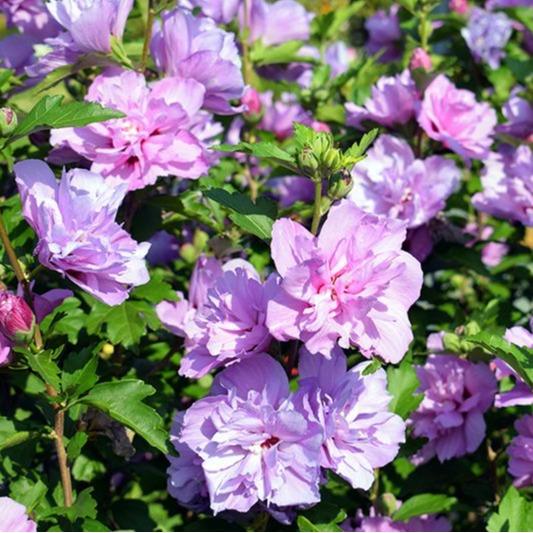 Purple Hibiscus (Hibiscus rosa-sinensis) - - Pokok Bunga Raya Ungu - बैंगनी गुड़हल Purple Hibiscus – Exquisite Blooms, Rare Color, Tropical Flowering Shrub, Easy Garden Beauty, LIVE PLANT