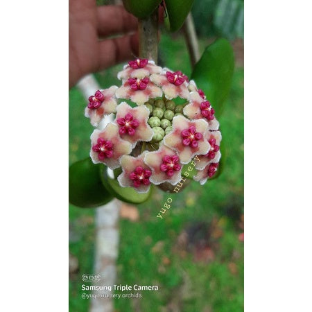 Hoya diversifolia