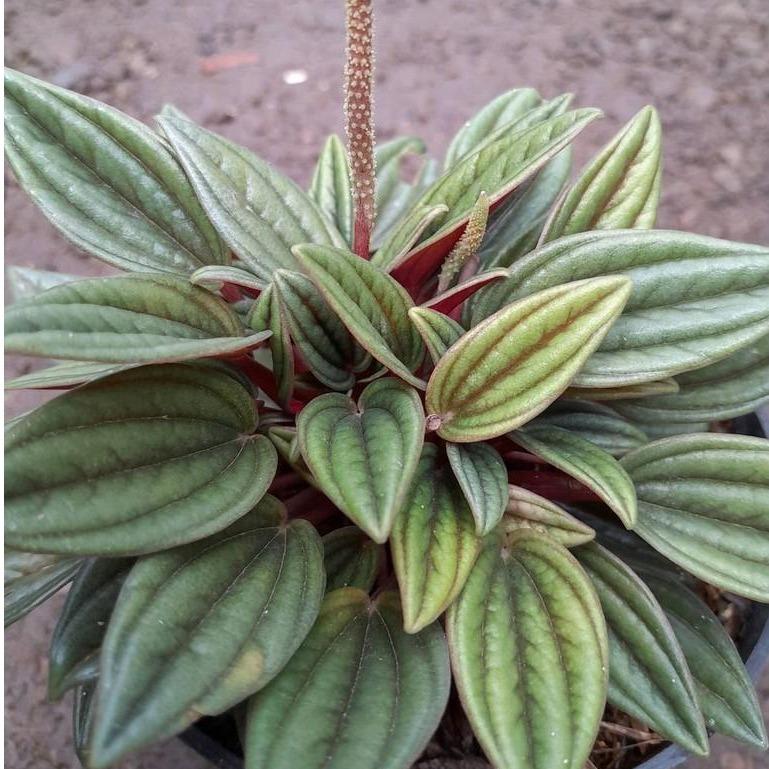 Peperomia Red Roso - - Pokok Peperomia Merah Roso - पेपरोमिया रेड रोसो Peperomia Red Roso – Glossy Red Leaves, Compact Size, Indoor Friendly, Easy to Grow, Stylish Plant LIVE PLANT