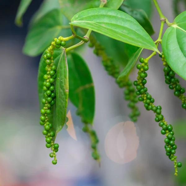 Lost in Lada (Piper sp.) - - Pokok Lada Merambat Eksotik - लॉस्ट इन लाडा पौधा Lost in Lada – Rare Creeping Pepper Vine, Aromatic Foliage, Herbal and Edible Use, Wild Tropical Climber, LIVE PLANT