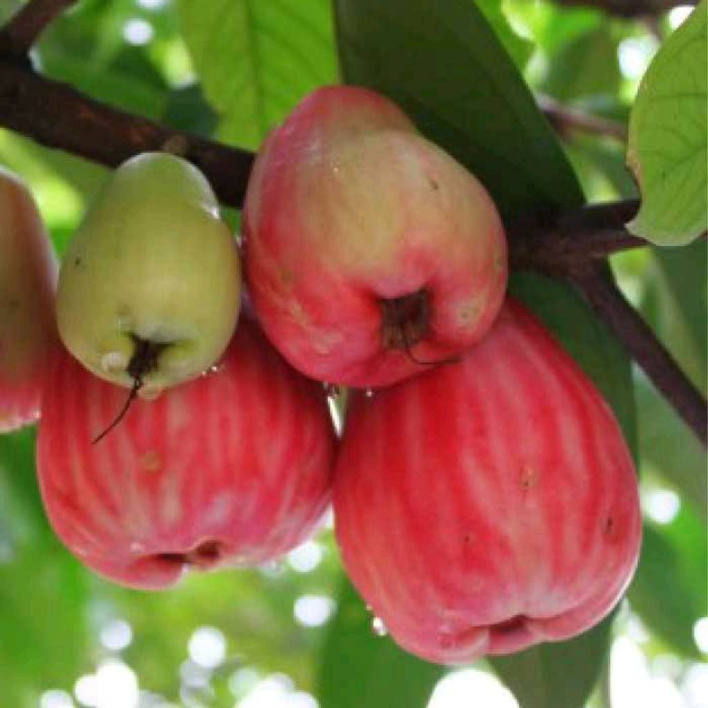 Syzygium Malaccense/ Jambu Bol / Jambu Jamaika By Idamulya Florist Live Plant