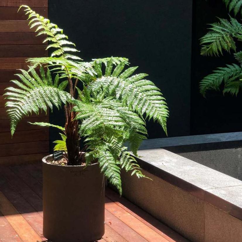 Monkey Tail Fern - - Pokok Paku Ekor Monyet - मंकी टेल फर्न Fern Paradise – Monkey Tail Fern, Curled Fuzzy Fronds, Air-Purifying, Indoor Friendly, Exotic Tropical LIVE PLANT