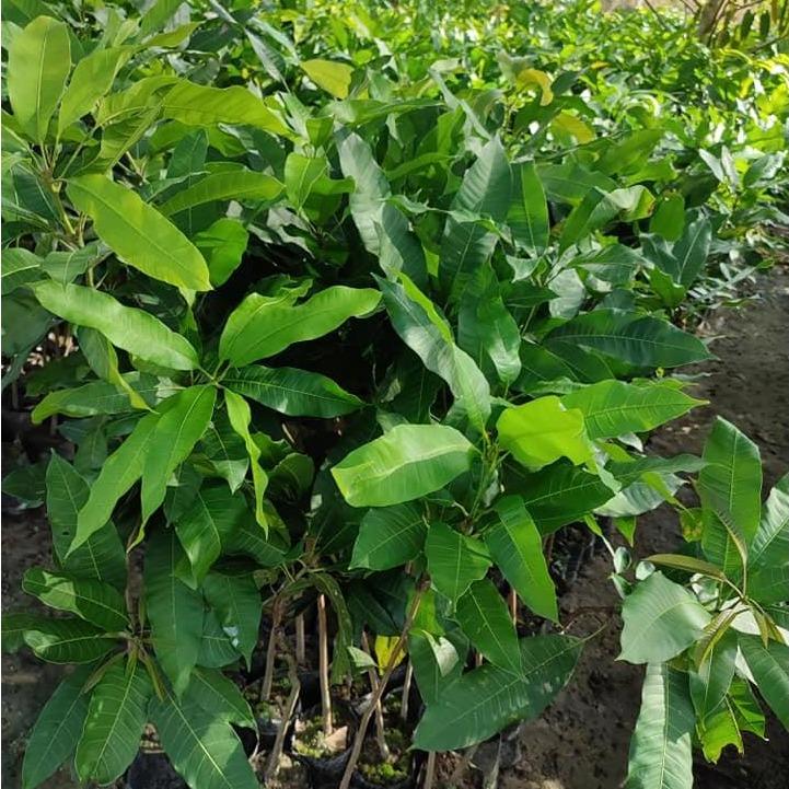 Sweet Grape Honey Mango (Mangifera indica) - - Pokok Mangga Madu Anggur - स्वीट ग्रेप हनी आम Honey Mango – Small Fruit, Super Sweet, Fiberless Flesh, Edible Tropical Tree, Grafted Fast Fruiting LIVE PLANT