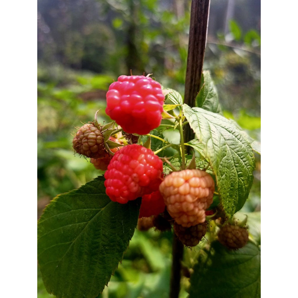 Raspberry Live Plant