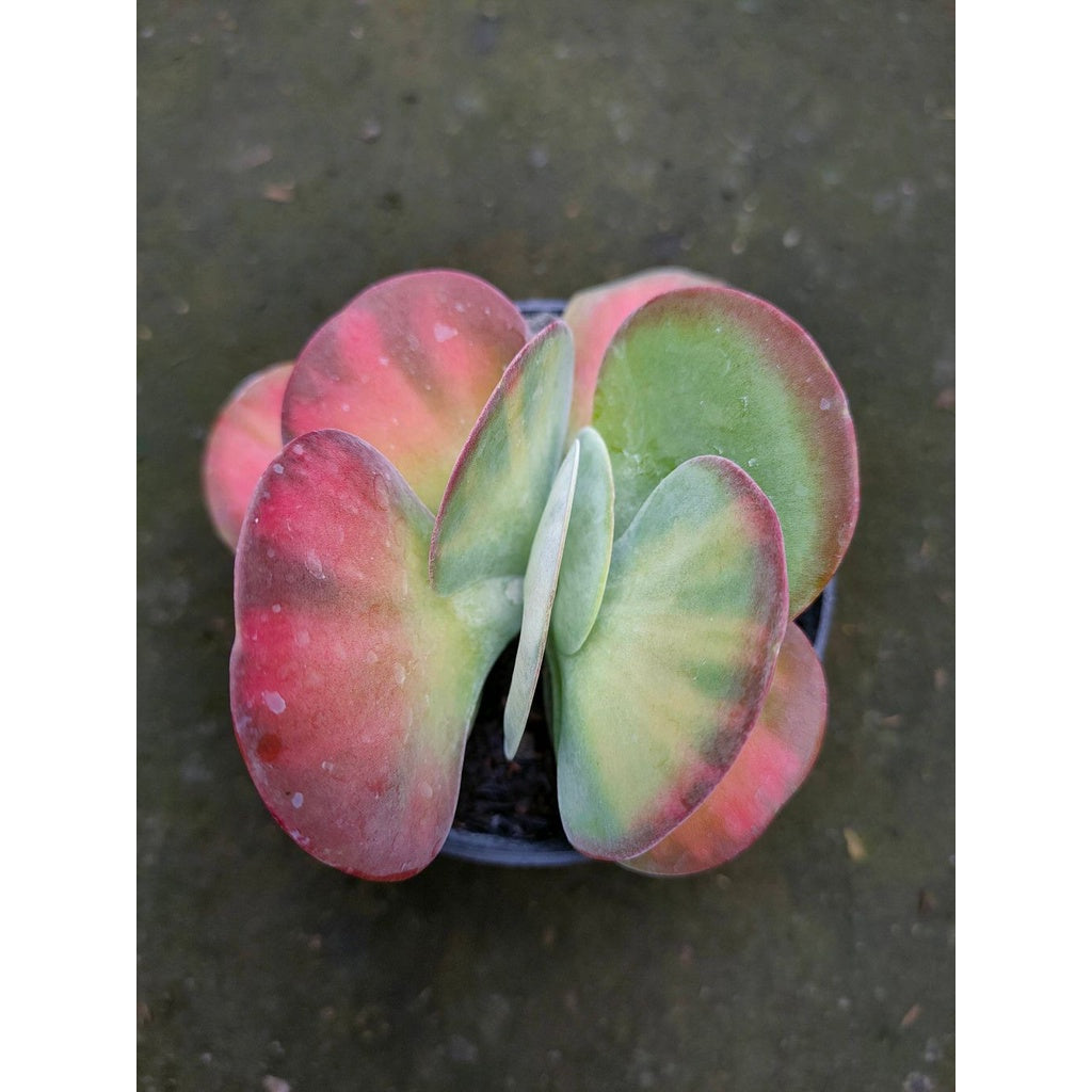 Sindo - Kalanchoe Thyrsiflora Flapjack Live Plant 734421THG2