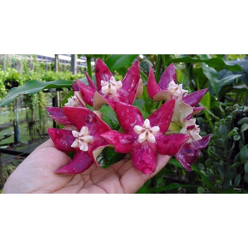 Hoya imperialis