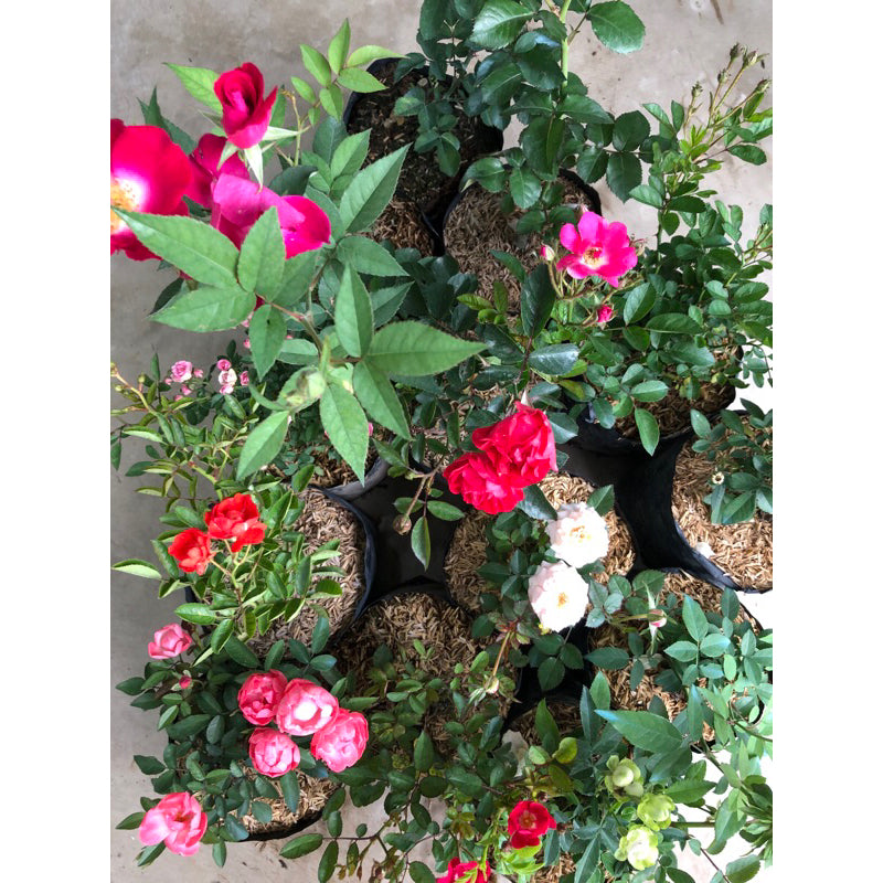 Sindo - Floribunda Rose A Garden Delight of Colorful Blooms