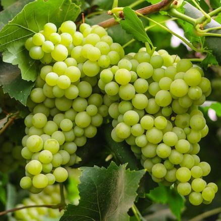 Green Grape Vine (Vitis vinifera) - - Pokok Anggur Hijau - अंगूर का पौधा (हरा) Green Grapes – Fast-Fruiting Vine, Sweet Edible Fruit, Ideal for Pots or Trellis, Tropical Garden Climber, LIVE PLANT