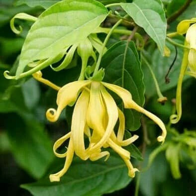 Sindo - Heavenly Scented Delight Cultivating Ylang Ylang / Cananga Odorata Fragrant Flower