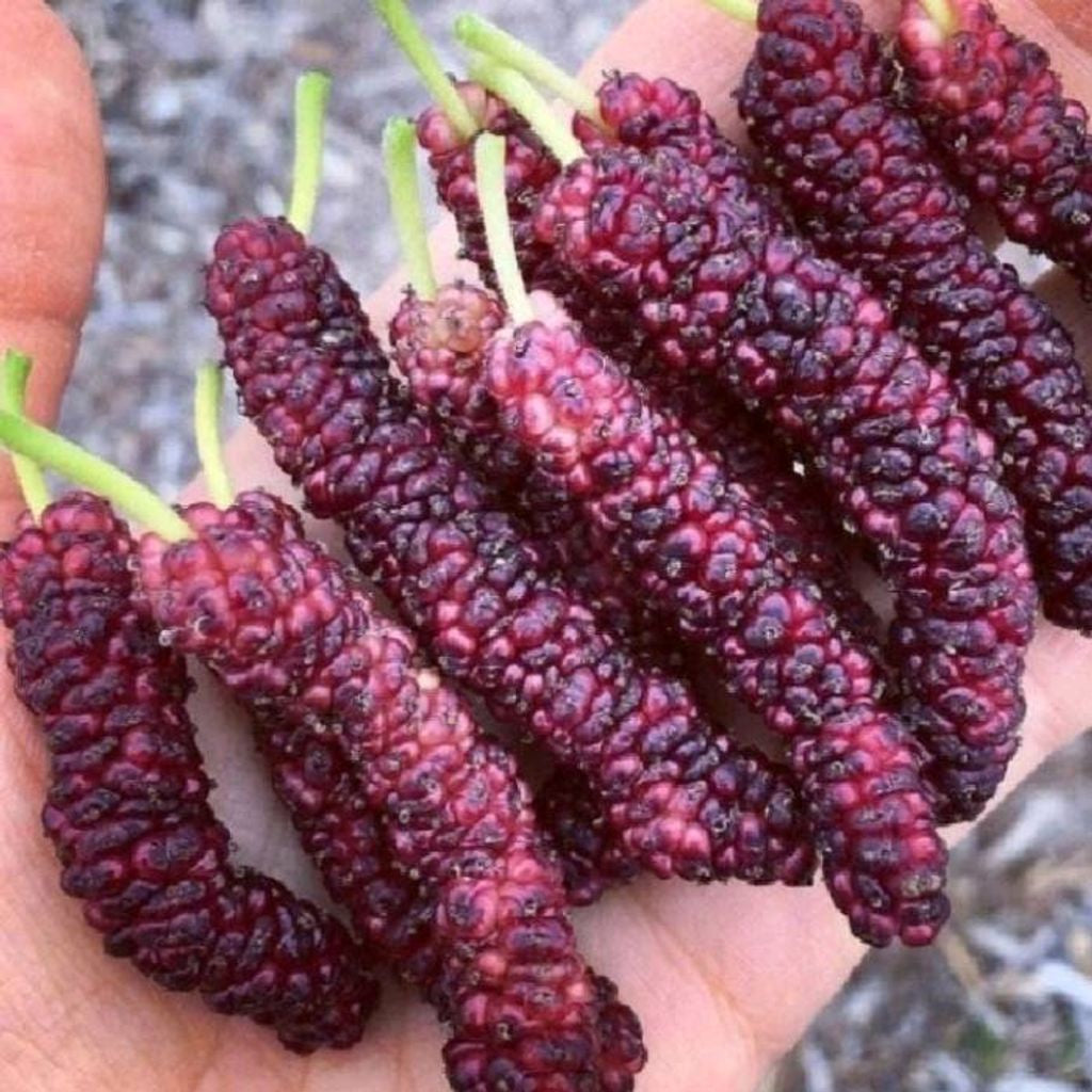 Sindo - Morus Alba Long Live Plant S5VVZF1OEM