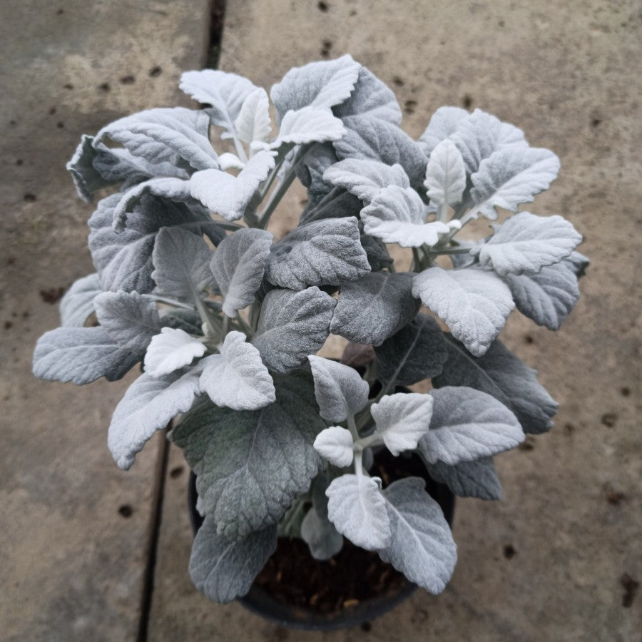 Sindo - Lush and Hardy Dusty Miller Enhance Your Garden with Timeless Elegance