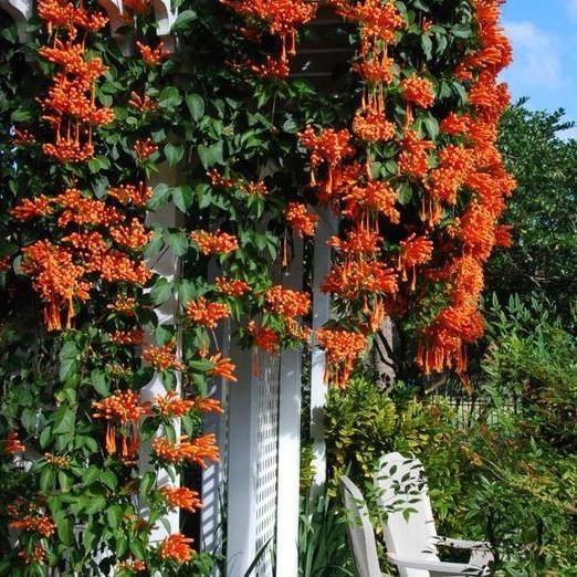 Flame Vine (Pyrostegia venusta) - - Pokok Bunga Rambat Jingga - फ्लेम वाइन पौधा Vibrant Flame Vine – Ignite Your Space with Nature’s Fiery Blooms, Fast-Growing Climber, Bold Orange Flowers, Tropical Wall Beauty LIVE PLANT
