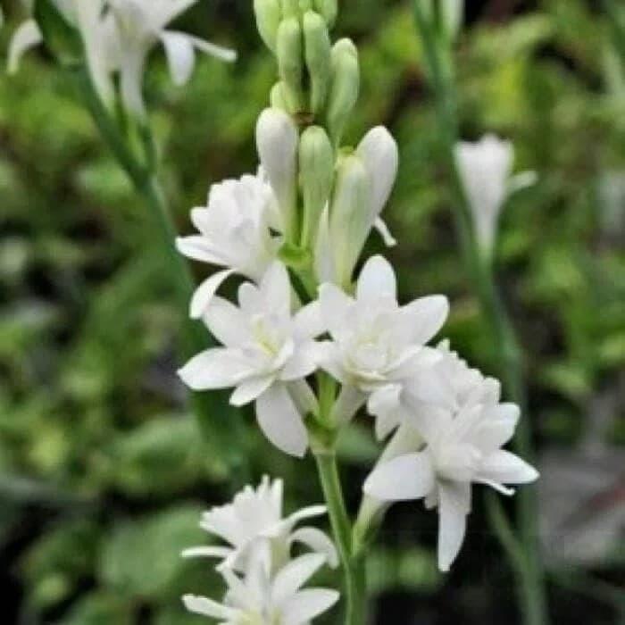 Tuberose (Polianthes tuberosa) - - Pokok Sedap Malam - ट्यूबरोज़ फूल पौधा Tuberose Ornamental – Fragrant White Spikes, Night-Blooming Elegance, Aromatherapy Garden Plant, Sacred & Decorative LIVE BULB/PLANT