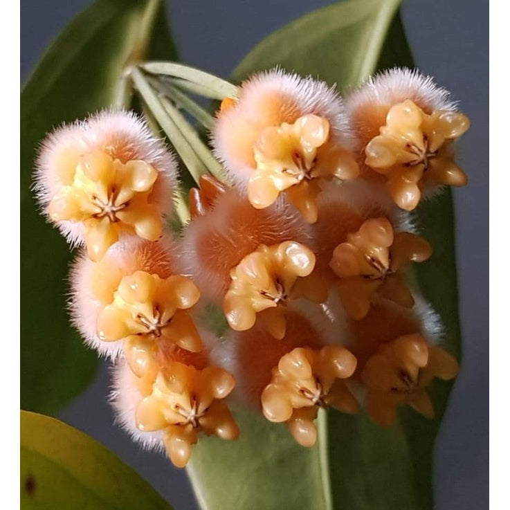 Hoya lasiantha