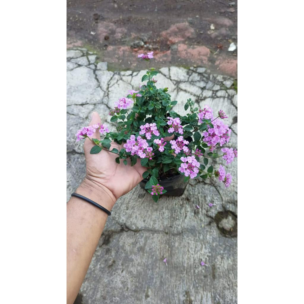 Sindo - Beauty and Charm for Your Garden Lantana Camara Plant - A Gardening Delight (69766)