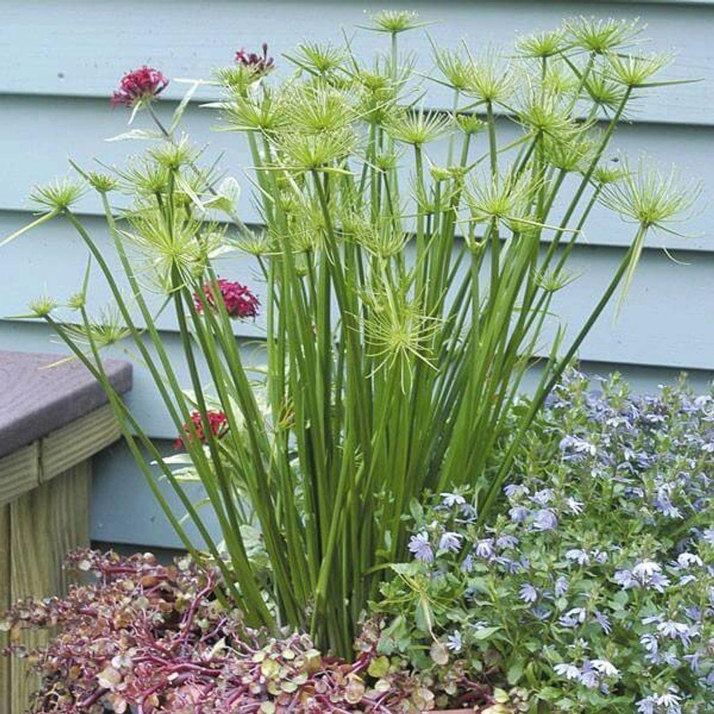 Dwarf Papyrus (Cyperus prolifer) - - Pokok Papirus Kerdil - बौना पपीरस पौधा Dwarf Papyrus – Mini Water Plant, Unique Tropical Look, Easy to Grow, Pond Edge Beauty, Compact Grass-like LIVE PLANT