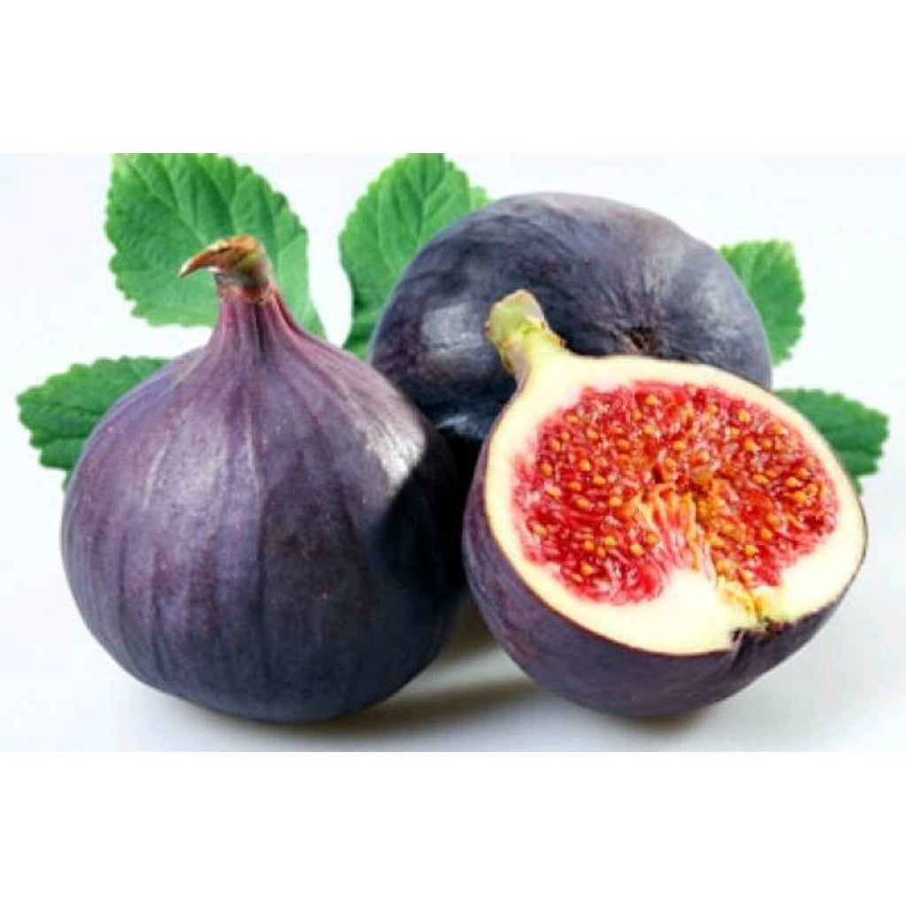 Fig Trees The Fascinating Ficus Carica Live Plant