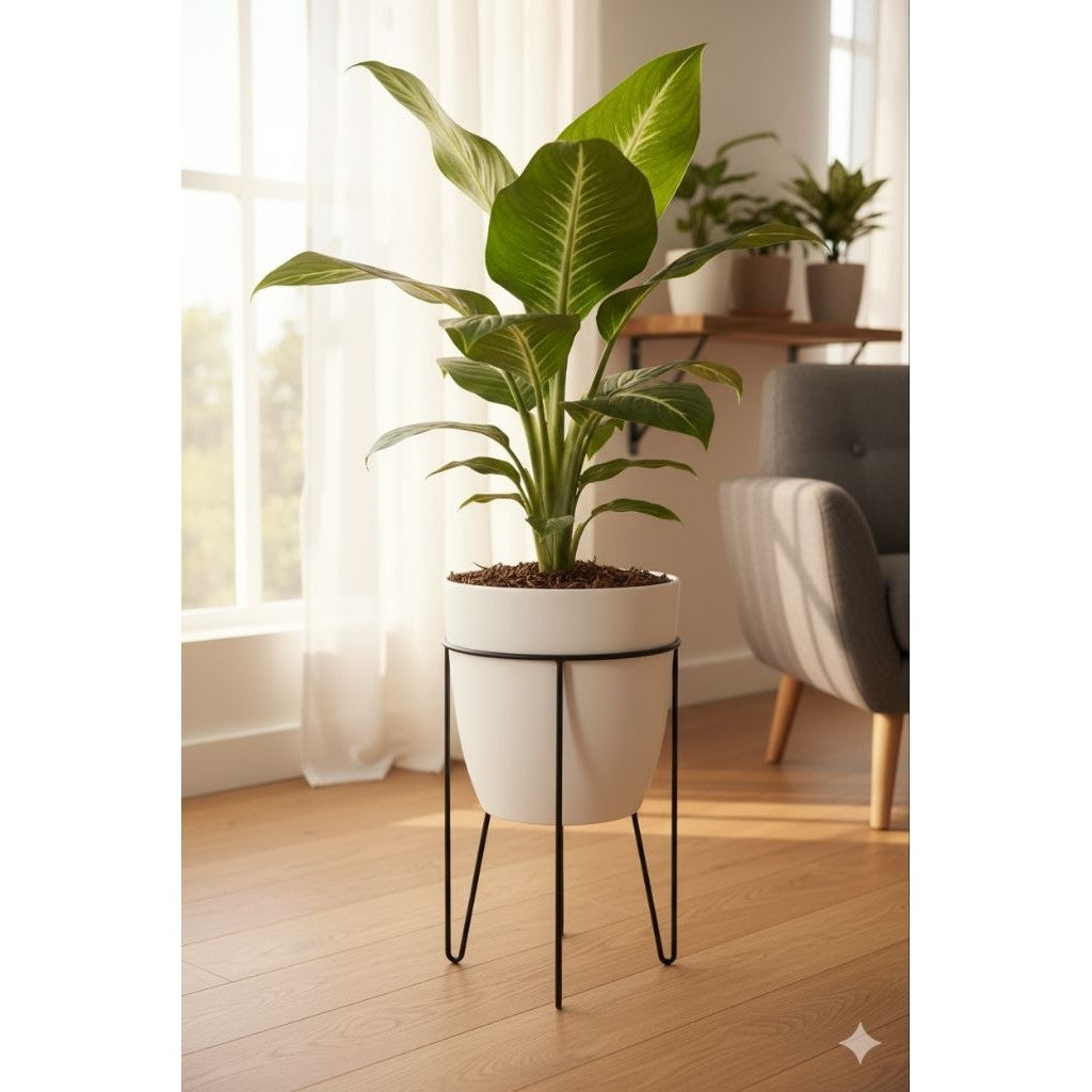 Aglonema Diven Blanceng Neon / 霓虹红宝石 / Pokok Blanceng Neon / नीयन अग्लोनेमा पौधा (Singapore: Aglonema Neon) – Bright Lea