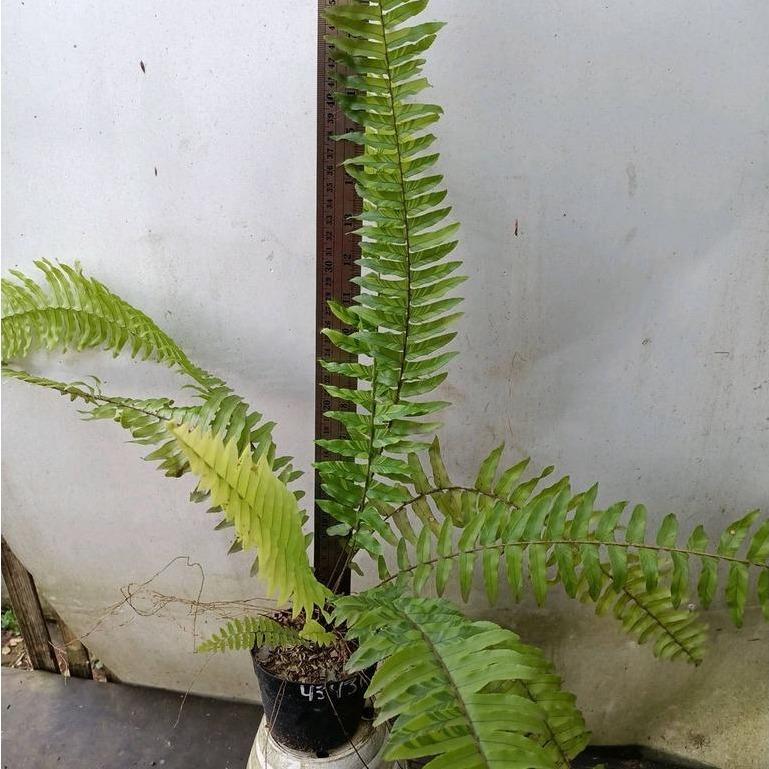 Boston Fern Variegated (Nephrolepis exaltata ‘Variegata’) - - Pokok Paku Boston Variegated - वरिगेटेड बॉस्टन फर्न Boston Fern – Elegant Variegated Fronds, Air-Purifying, Hanging Plant, Lush Tropical Look, Easy Care LIVE PLANT